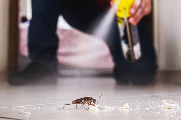 Trusted Hutchins, TX Pest Control Experts